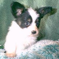 papillon potts