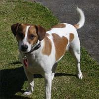 parsonrussellterrier