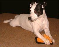 parsonrussellterrier walker