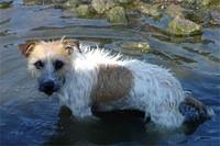 parsonrusselterrier jackson
