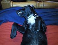 patterdaleterriers