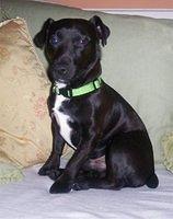patterdaleterrier pearce