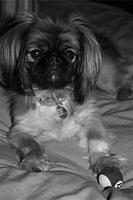 pekingese barnard