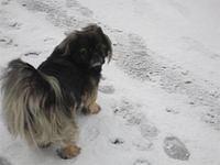 pekingese haleym