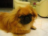 pekingese maher