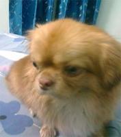 pekingese ram