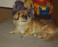 pekingese tomberlin