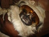 pekingese vonnie