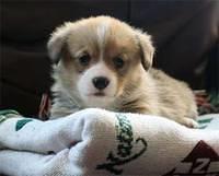 pembrokewelshcorgi bearden