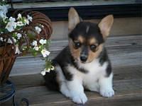 pembrokewelshcorgi brown2