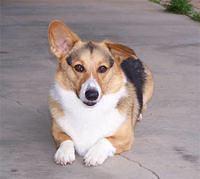 pembrokewelshcorgi dewitt