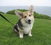 pembrokewelshcorgi douglas