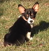 pembrokewelshcorgi hall