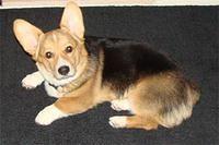 pembrokewelshcorgi hubel2