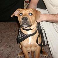 perrodepresacanario manske
