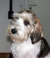 petitbassetgriffonvendeen ramvad