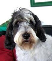 petitbassetgriffonvendeen ramvad1
