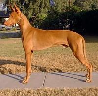 pharaohhounds