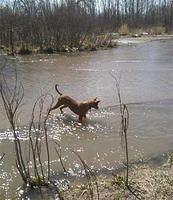 pharaohhound londer