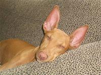 pharaohhound mcdermott