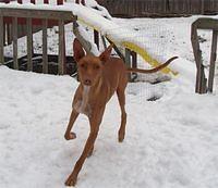 pharaohhound miller