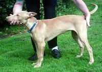 pharaohhound smith
