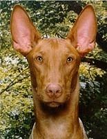 pharaohhound worth