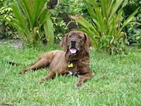 plotthounds