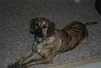 plotthound holt