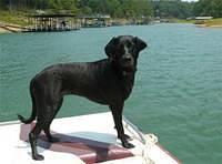 plotthound johnson