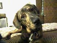 plotthound slootmaker