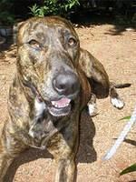 plotthound well