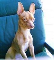 podengosportuguesos