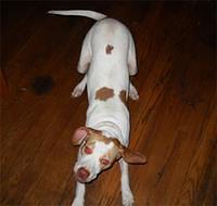 pointer crandall