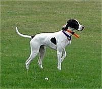 pointer culpepper