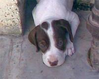 pointer malik