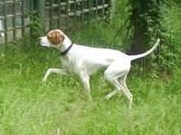 pointer tavkhelidze