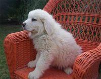 polishtatrasheepdog silva