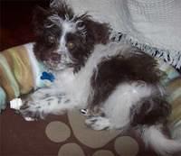 pomapoo buono