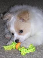 pomapoo burkholder