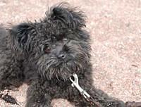 pomapoo jennifero