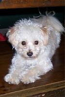 pomapoo marie