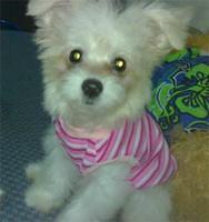 pomapoo nacpil
