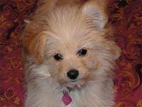 pomapoo taplett