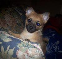 pomchi horn