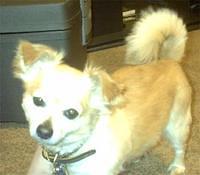 pomchi kloos