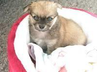 pomchi leeder2