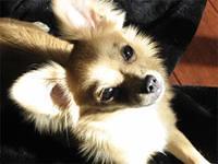 pomchi padilla