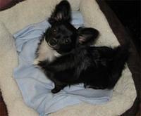 pomchi padilla2