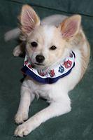 pomchi scott3